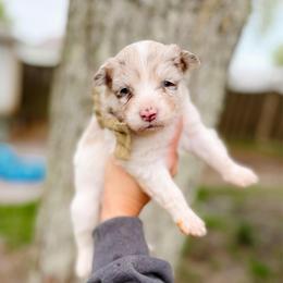 Pip - Merle female Pomsky puppy in Cleveland, Ohio from Lake Point Pomskies