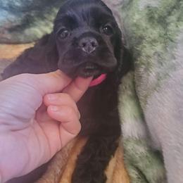 Cocker Spaniel Puppies from Top Notch Sporting Dogs