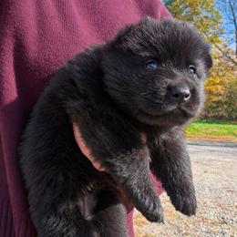 Green collar - Black female German Shepherd puppy in Canterbury, Connecticut from Nachtwaechter German Shepherds, LLC