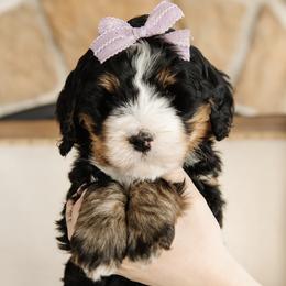 'Cross Country' Purple Bow Girl - Tri-color female Bernedoodle puppy in Kamas, Utah from A + E Farms