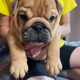 Celeste - Bulldog puppy from Bully’s of Naboo