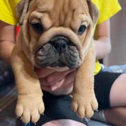 Celeste - Bulldog puppy from Bully’s of Naboo