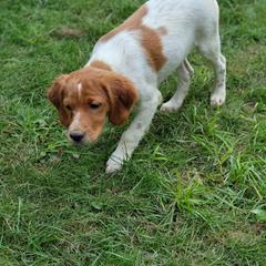 Boy 2 - French Brittany puppy in New Florence, Pennsylvania from Laurel Furnace Bretons