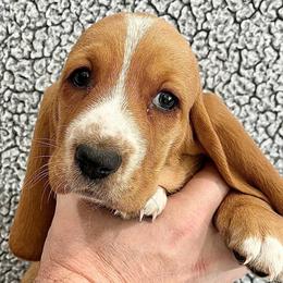 Skittles (rainbow) - Red and white female Basset Hound puppy in Kingsport, Tennessee from Bear’s Bassets