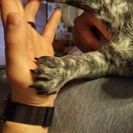 Australian Cattle Dog Puppies from Piney River Cattle Dogs