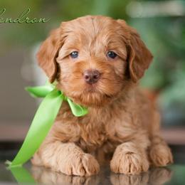 Australian Labradoodle Puppies from Hunterberry Hill Labradoodles