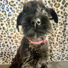 Girl 1 - Black female Giant Schnauzer puppy in Sedalia, Missouri from Valour's Giants