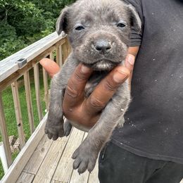 Cane Corso Puppies from Gentle giant kennels
