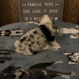American Corgi Puppies from Mac-Kuz Kennels