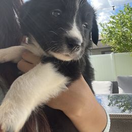 Orange Collar Boy - Black and white male Border Collie puppy in Florida from DAKOZEN