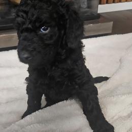 Nico - Black male Goldendoodle puppy in Meridian, Idaho from Lucy's Golden Doodles
