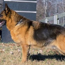 German Shepherds from Vom Haus Rabenstein