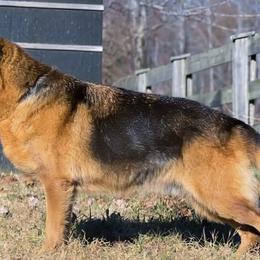 German Shepherds from Vom Haus Rabenstein
