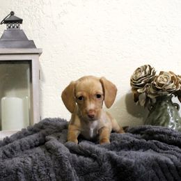 Dachshund Puppies from Stevie Mulroney