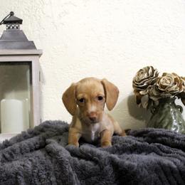 Dachshund Puppies from Stevie Mulroney