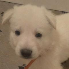 Boy 6 - White male German Shepherd puppy in Tonopah, Nevada from Mercy's White Shepherds