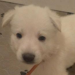 Boy 6 - White male German Shepherd puppy in Tonopah, Nevada from Mercy's White Shepherds