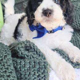 Blue - Black and white male Aussiedoodle puppy in Georgetown, California from Foothill Aussies