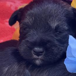 Miniature Schnauzers from Pipes of Gizzie’s Swamp