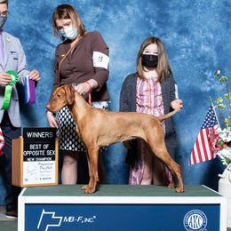 Roxy - Vizsla
