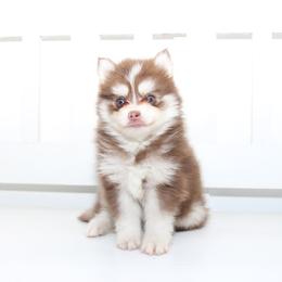 Jonah - Chocolate male Pomsky puppy in Murfreesboro, Tennessee from Middle Tennessee Pomskies