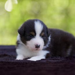 Bass - Black tri-color male Australian Shepherd puppy in Stephenville, Texas from Diamond H Aussies