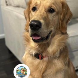 Dug - Golden Retriever