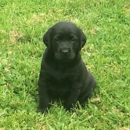 Labrador Retriever Puppies from Muck Madness Retrievers