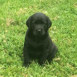 Labrador Retriever Puppies from Muck Madness Retrievers
