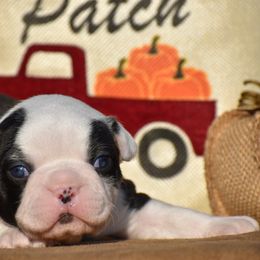 Steph - Black brindle and white male Boston Terrier puppy in Gober, Texas from Trigger Time Kennels