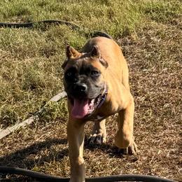 Girl 2 - Fawn female Cane Corso puppy in Granbury, Texas from Revolutions Kennel