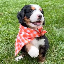 Theo - Tri-color female Bernedoodle puppy in Erie, Colorado from Hampton Bernese Mountain Dogs