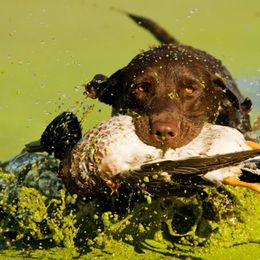 Labrador Retriever All Grown Up from Champion Retrievers