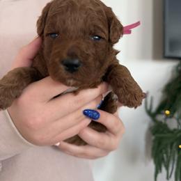 Bright pink - Red  female Goldendoodle puppy in Meridian, Idaho from Goldendoodle of Idaho
