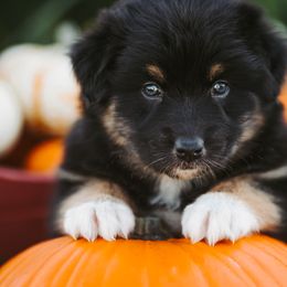 Australian Shepherd Puppies from River Reign Australian Shepherds