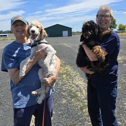 Boy 1 Dawson - Parti male Poodle puppy in Vancouver, Washington from Doo a Little Doodle