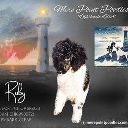 Ruby - Phantom Poodle puppy in Belgrade, Maine from Mere Point Poodles