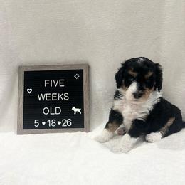 Nemo - Tri-color male Bernedoodle puppy in Sparrows Point, Maryland from Rosie’s Puppies