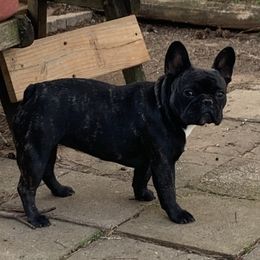 Neely - French Bulldog