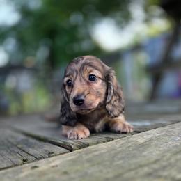 Link - Cream male Dachshund puppy in Indianapolis, Indiana from Homegrown Hoosier Kennels