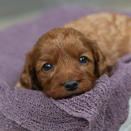 Ravioli - Apricot female Cavapoo puppy in Casa, Arkansas from Blue Diamond Puppies