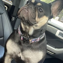 French Bulldogs from Midwest Bulldogs