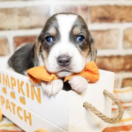 Cane - Blue and white male Basset Hound puppy in Antlers, Oklahoma from Rocking H