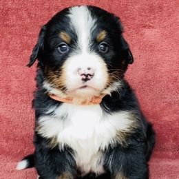 Pink Collar Female - Black rust and white female Bernese Mountain Dog puppy in Bristol, Tennessee from Holston Hollow Farm