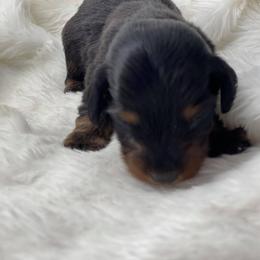 Dachshund Puppies from Hart Dachshunds