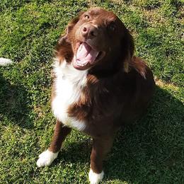 Shadow - Australian Shepherd