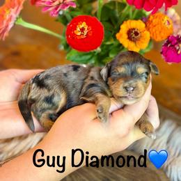 Guy Diamond - Blue merle male Aussiedoodle puppy in Lancaster, Minnesota from Finney Ranch