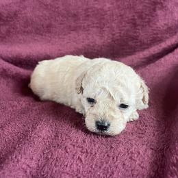 Simba - Cream male Poodle puppy in Mayville, Michigan from Kathy Maize