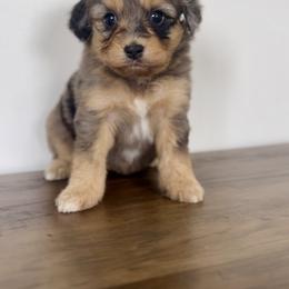 Aussiedoodle and Australian Shepherd Puppies from Junipersdoodles