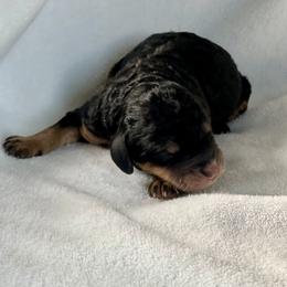 Bernedoodle Puppies from Cascade Country Doodles